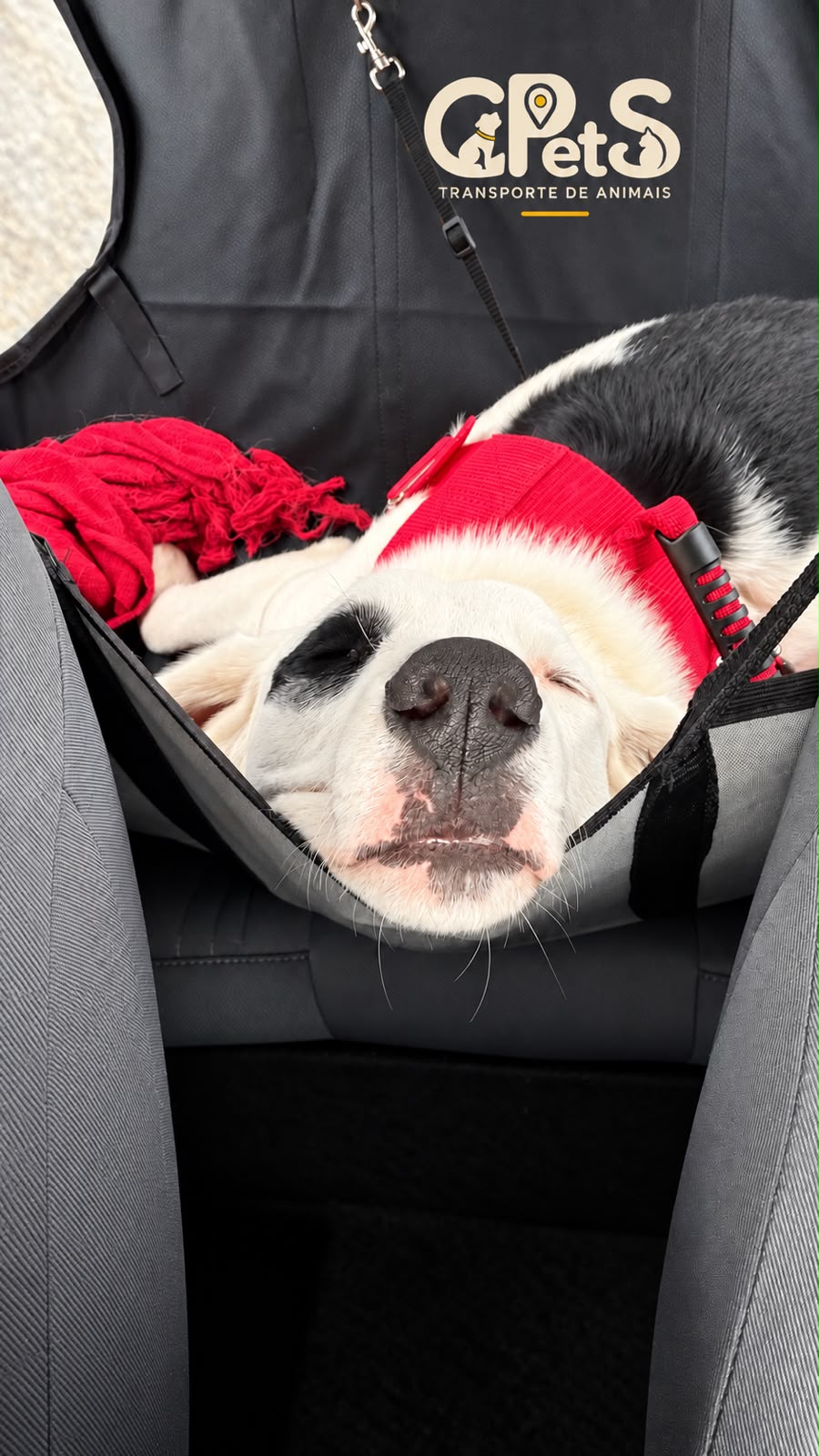 Cachorro descansando com peitoral no banco do carro