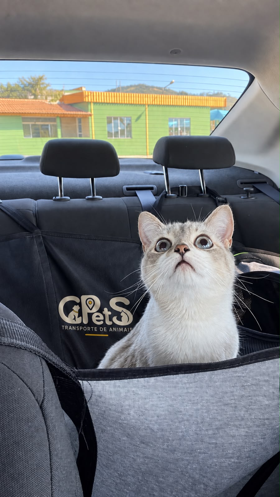 Gato de pelagem clara no banco preparado para o transporte da Gpets