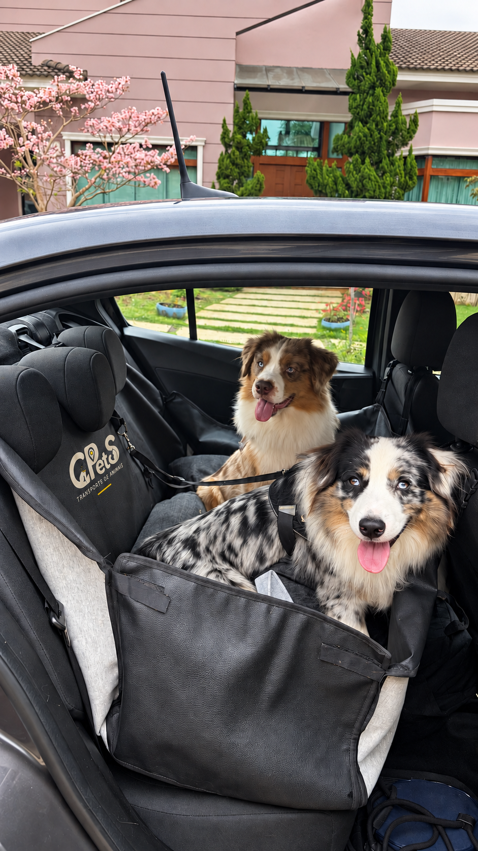 Dois cachorros de pelagem merle acomodados no banco do carro da Gpets